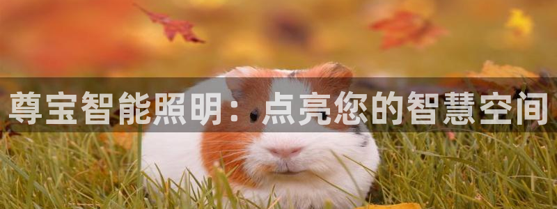云顶平台的登录入口