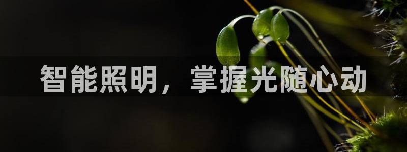 云顶国际网站是多少