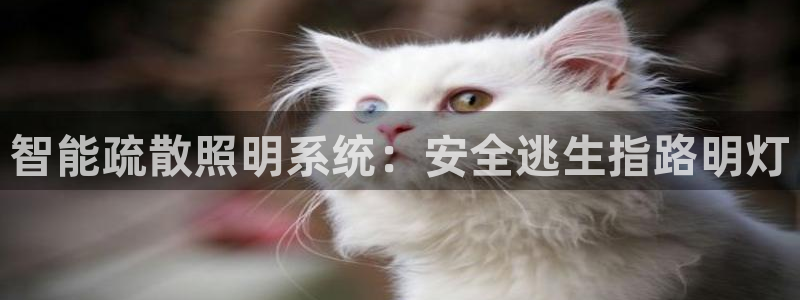 云顶网站是多少